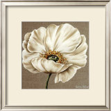 Buy Rose Blanche at AllPosters.com