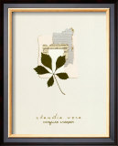 Virginia Creeper