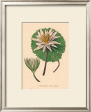 Buy Nymphea Versicolo at AllPosters.com