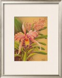 Buy Pink Cattleya at AllPosters.com