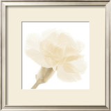Carnation II