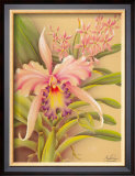 Buy Pink Cattleya at AllPosters.com