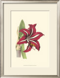 Buy Amaryllis Blooms I at AllPosters.com
