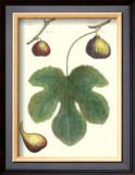 Fig Leaf I