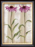 Rudbeckia