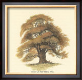 Buy Sessile-Fruited Oak at AllPosters.com