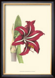 Buy Amaryllis Blooms I at AllPosters.com