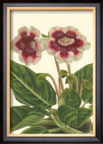 Buy Gloxinia Garden III at AllPosters.com