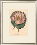 Buy Nelumbium at AllPosters.com