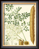 Buy Tropicals IV at AllPosters.com