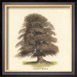 Buy Common Beech at AllPosters.com