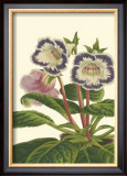 Buy Gloxinia Garden I at AllPosters.com