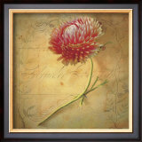 Buy Little Strawflower at AllPosters.com
