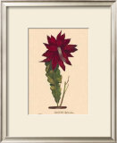 Buy Hybridus at AllPosters.com