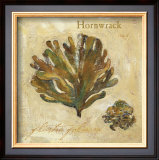 Hornwrack