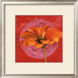 Zinnia Orange sur Pos Rose