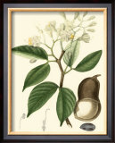 Buy Tropicals I at AllPosters.com
