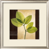 Buy Lucent Leafs at AllPosters.com