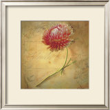 Buy Little Strawflower at AllPosters.com