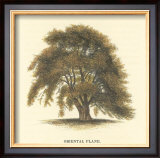 Oriental Plane