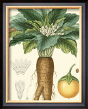 Buy Tropicals VII at AllPosters.com