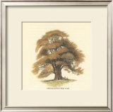 Buy Sessile-Fruited Oak at AllPosters.com