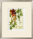 Buy Hedera at AllPosters.com