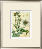 Buy Cardus at AllPosters.com