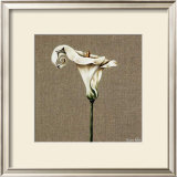 Buy Arum at AllPosters.com