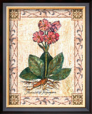 Buy Pink Primrose at AllPosters.com