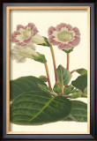 Buy Gloxinia Garden II at AllPosters.com