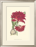 Buy Amaryllis Blooms II at AllPosters.com