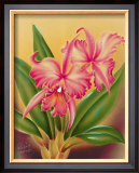 Buy Cattleya at AllPosters.com