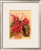 Buy Red and White Anthuriums at AllPosters.com