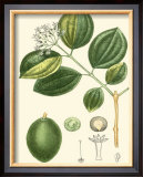Buy Tropicals III at AllPosters.com