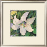 Buy White Lily at AllPosters.com
