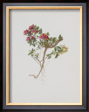 Buy Small Boxwood at AllPosters.com