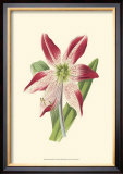 Buy Amaryllis Blooms IV at AllPosters.com