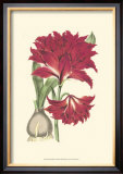Buy Amaryllis Blooms II at AllPosters.com