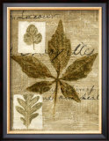 Buy Leaf Collage III at AllPosters.com