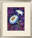 Buy Daisy at AllPosters.com