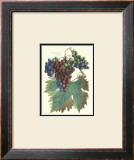 Detail of Grapes I