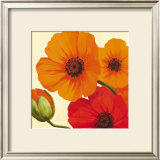 Buy California Poppies at AllPosters.com