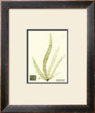 Buy Seaweed II at AllPosters.com