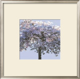 Buy Spring Blossom I at AllPosters.com