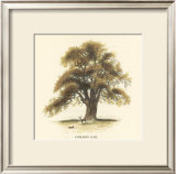 Common Oak