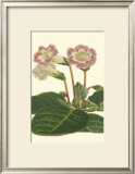 Buy Gloxinia Garden II at AllPosters.com