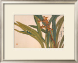 Brown Orchids