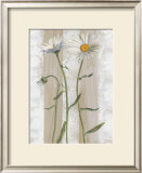 Buy Daisies at AllPosters.com