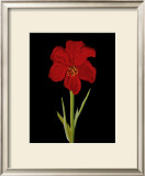 Buy Amaryllis at AllPosters.com